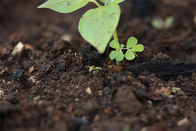 growing in coco coir plant