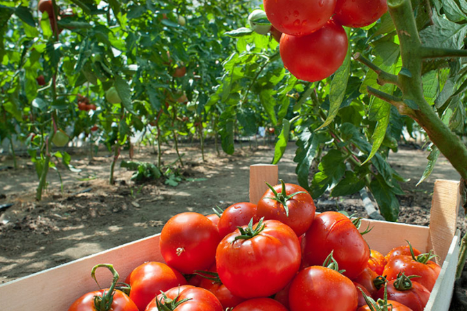 Image of Compost soil additive for growing tomatoes