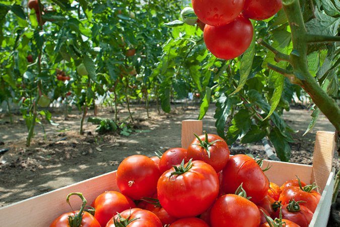 soil additives for tomatoes tomatoes