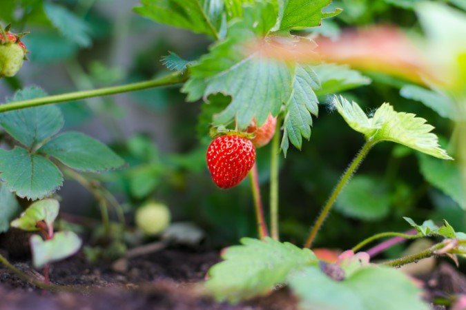 strawberry fertilizer plant