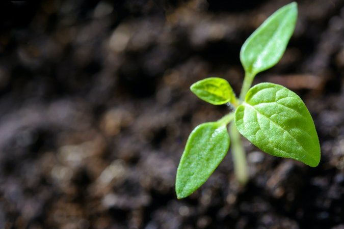 organic nutrients for hydroponics small green plant