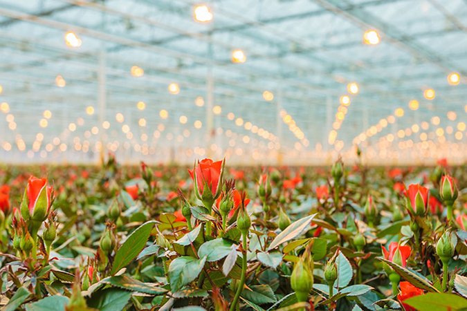 flower stimulator greenhouse