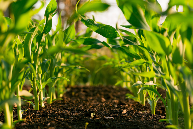 what nutrients are needed for hydroponics plants in a row