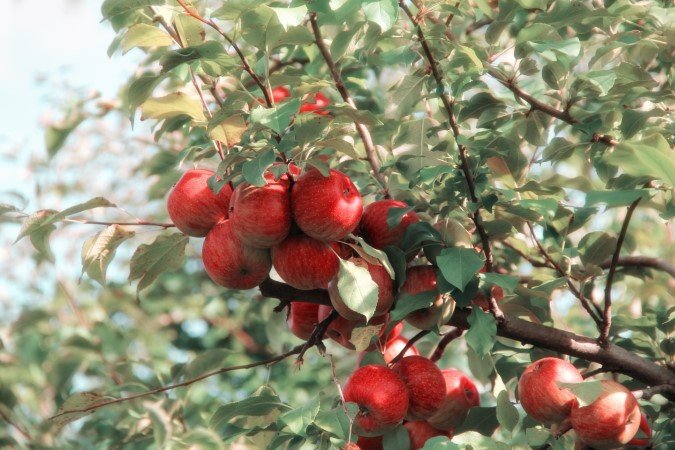 fruit tree fertilizer apples