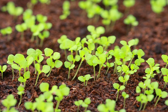 growing in coco coir soil